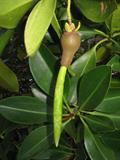 loop-root mangrove,asiatic mangrove